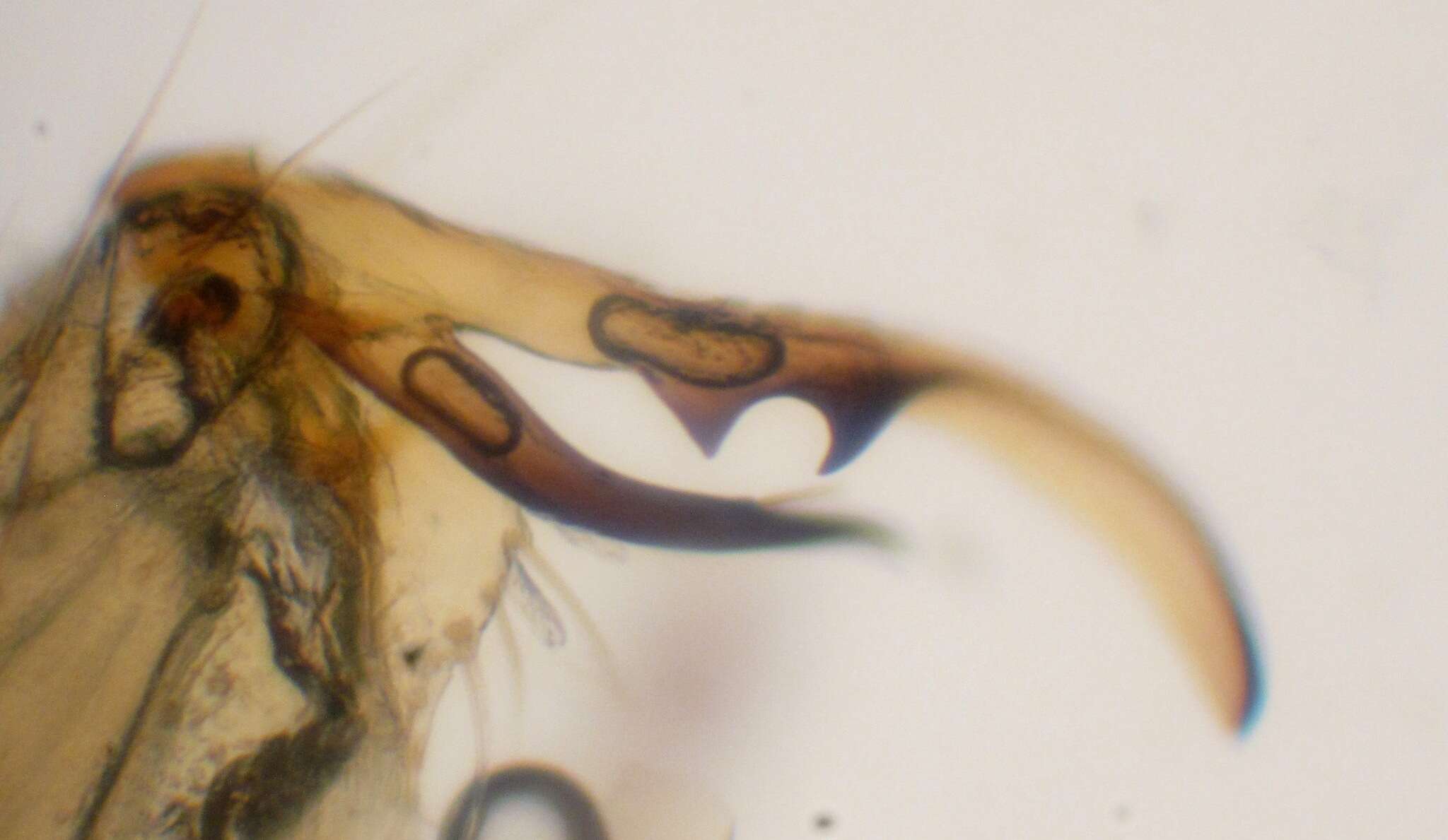 Image of Gonomyia (Prolipophleps) divergens Bangerter 1947