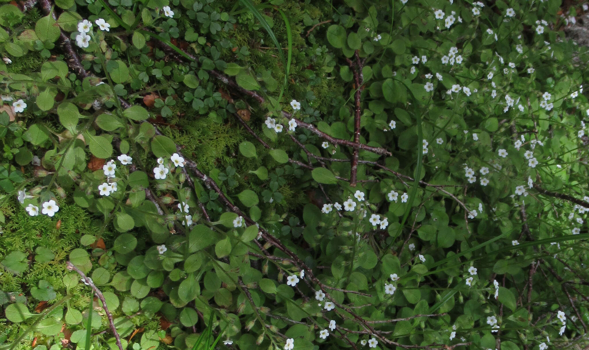 Image de Myosotis forsteri Lehm.