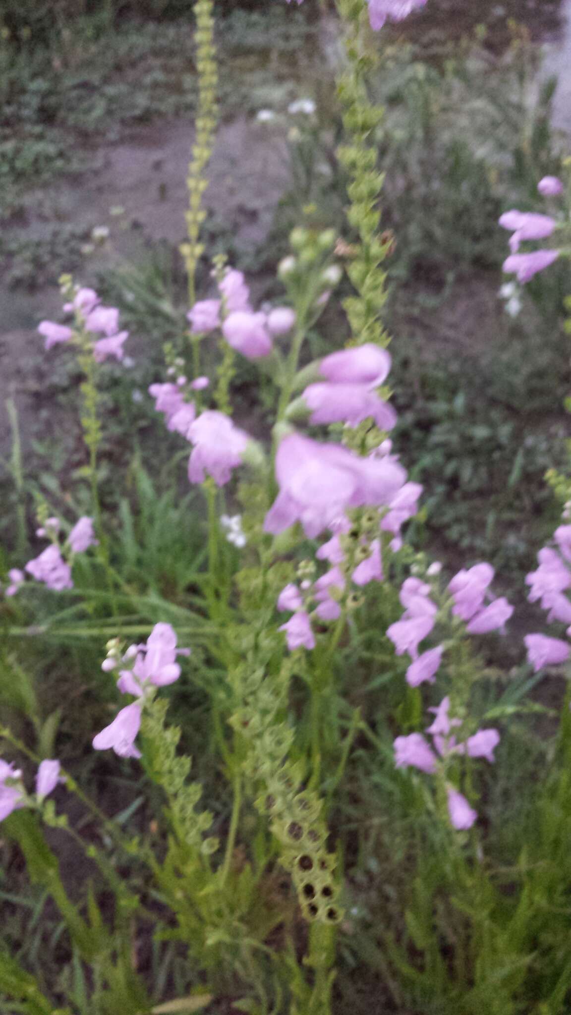 Image of Slender False Dragonhead