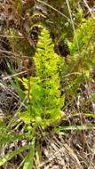 Image of pineland fern