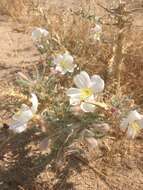 Imagem de Oenothera deltoides subsp. piperi (Munz) W. Klein