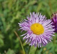 Image de Erigeron caucasicus subsp. venustus (Botsch.) Grierson