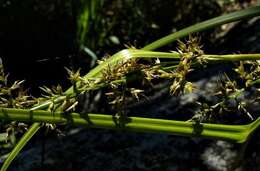 Image of Carex spicatopaniculata Boeckeler ex C. B. Clarke