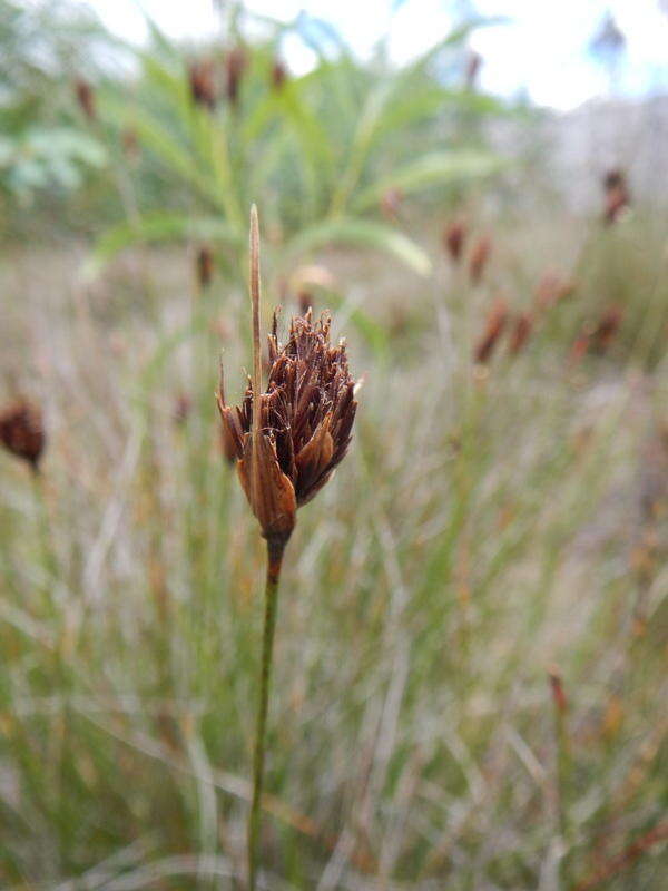 Schoenus nigricans L. resmi