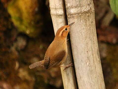 Image of Ochraceous Wren