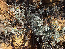 Image of <i>Acmispon argophyllus</i> var. <i>argenteus</i>