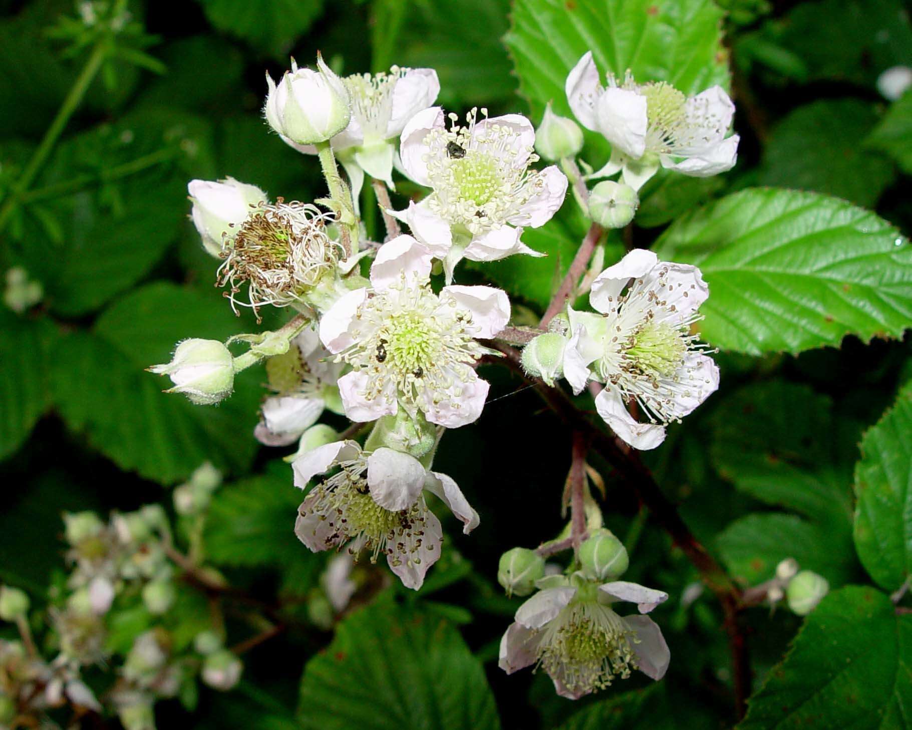 Sivun Rubus elegantispinosus (Schumacher) H. E. Weber kuva