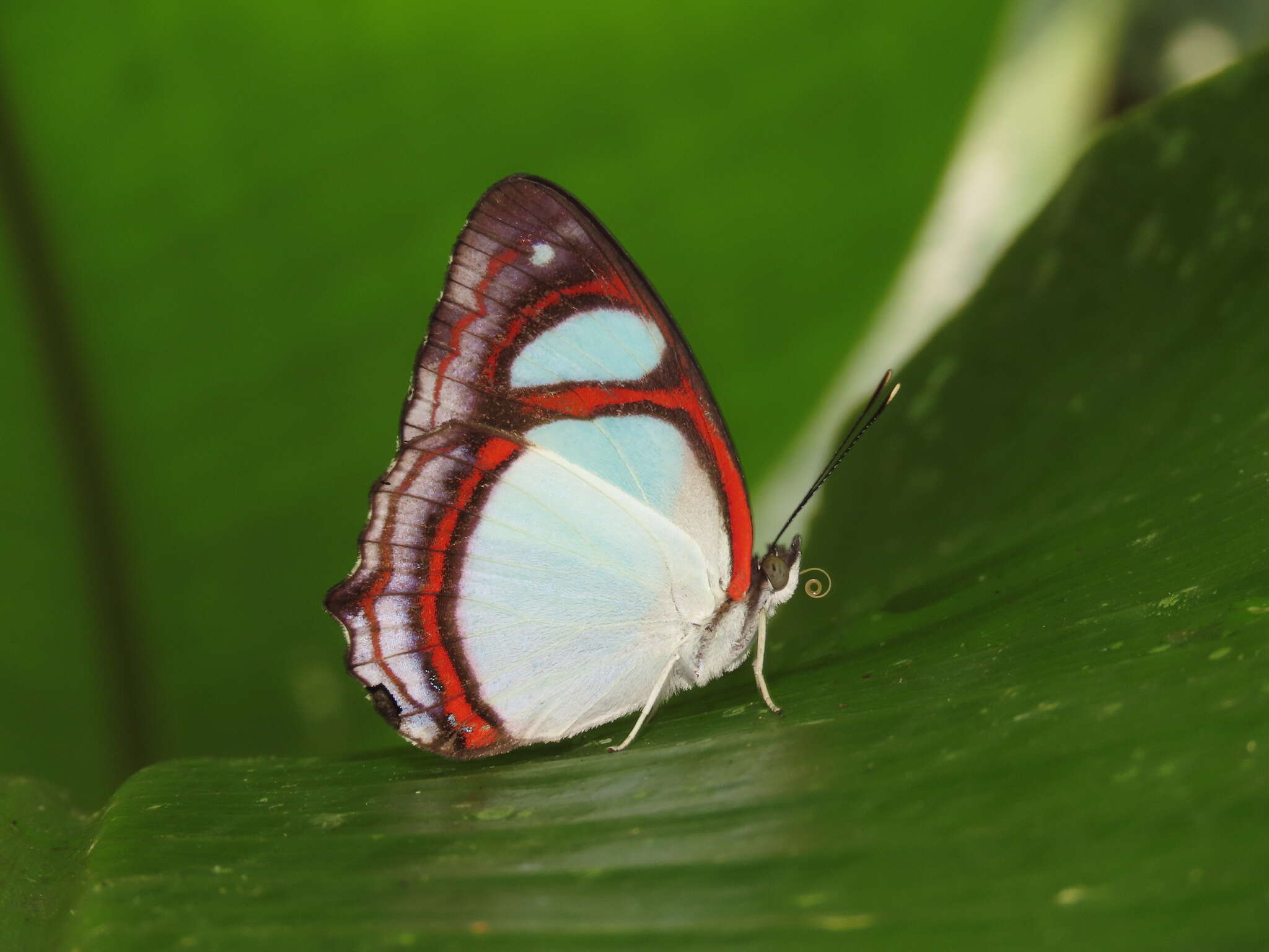 Image of Pyrrhogyra crameri Aurivillius