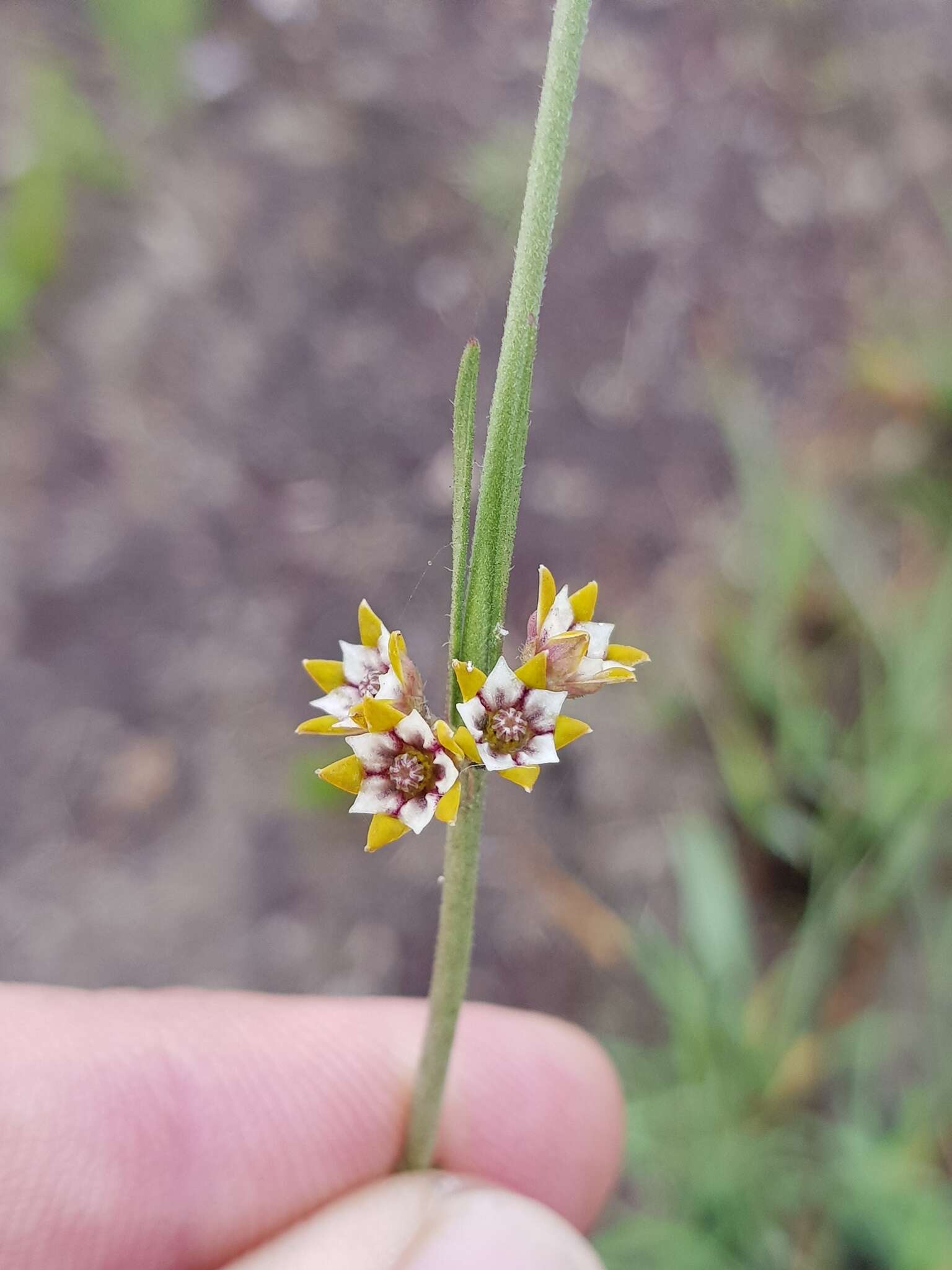 Image of Aspidoglossum lamellatum (Schltr.) F. K. Kupicha