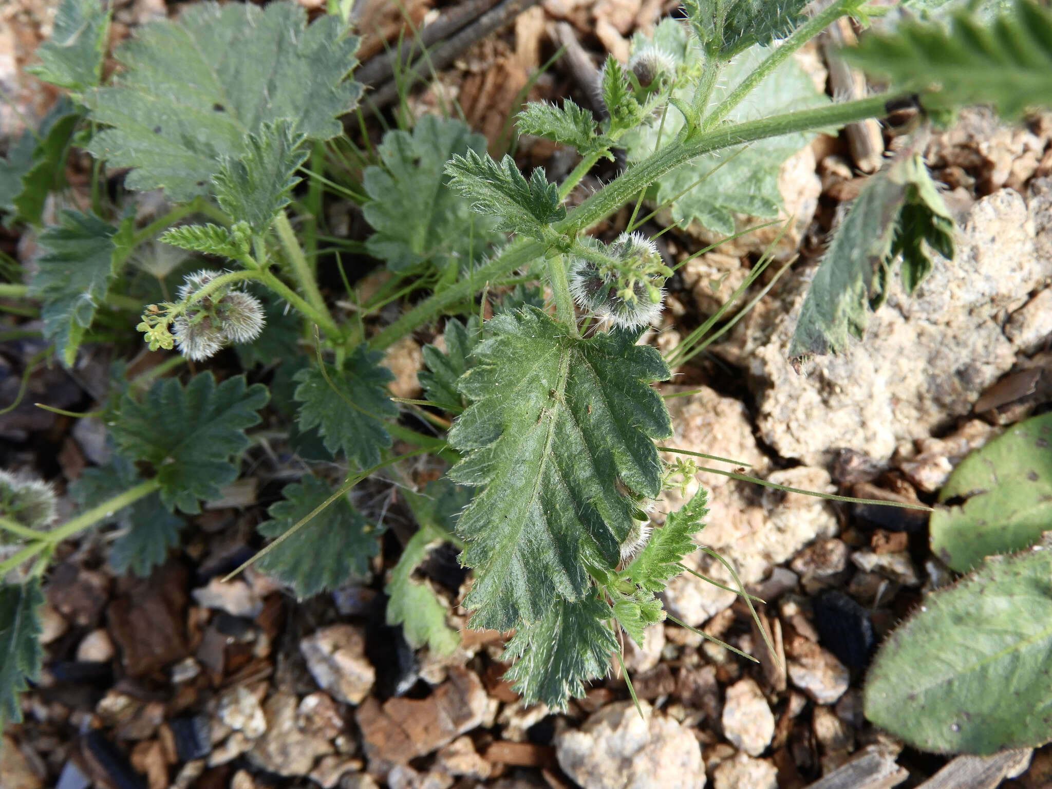 Image of Tragia geraniifolia Klotzsch ex Müll. Arg.