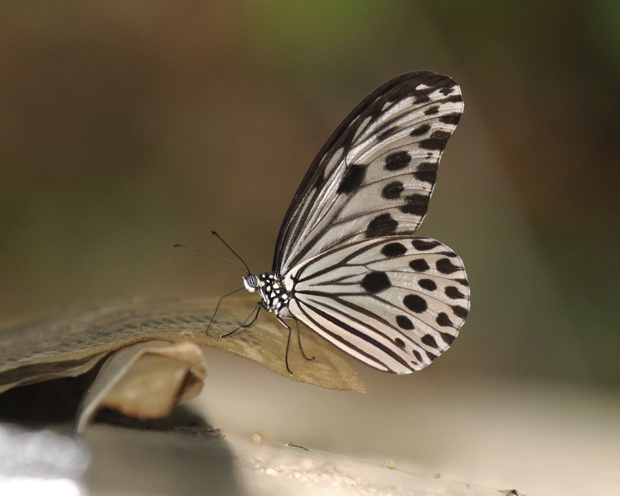 Image of Ideopsis gaura perakana Fruhstorfer 1898