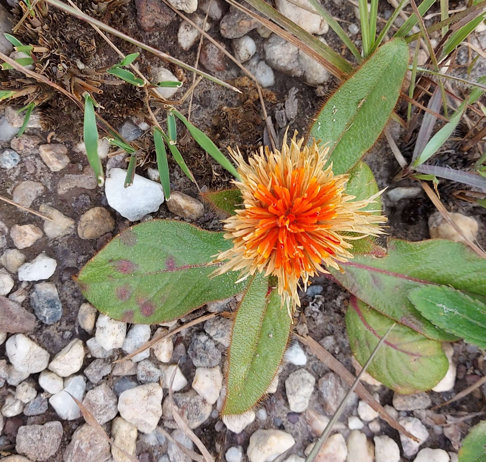 Image of Gomphrena arborescens L. fil.