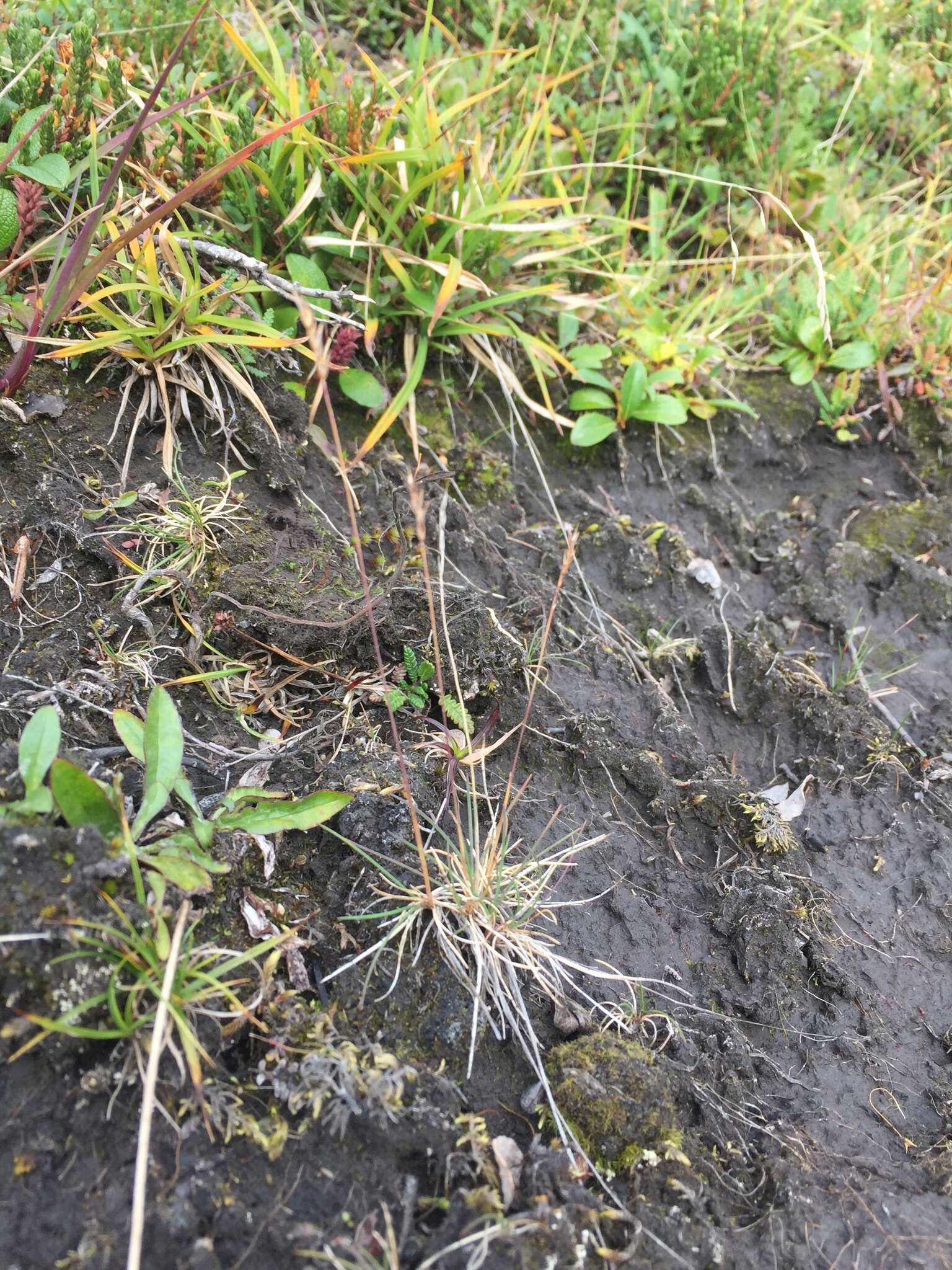 Image of alpine fescue