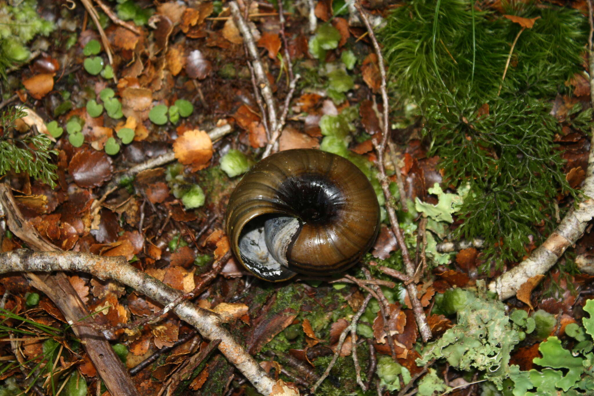 Image of Powelliphanta hochstetteri bicolor (Powell 1930)