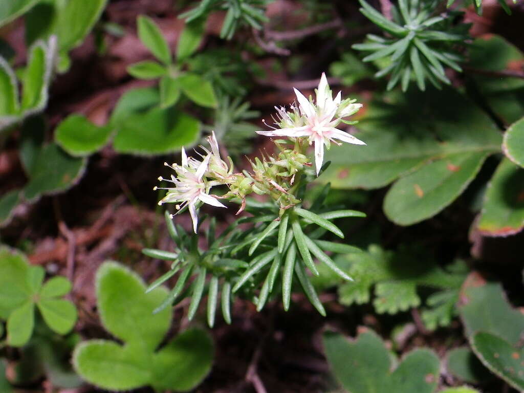 Слика од Sedum guadalajaranum S. Wats.