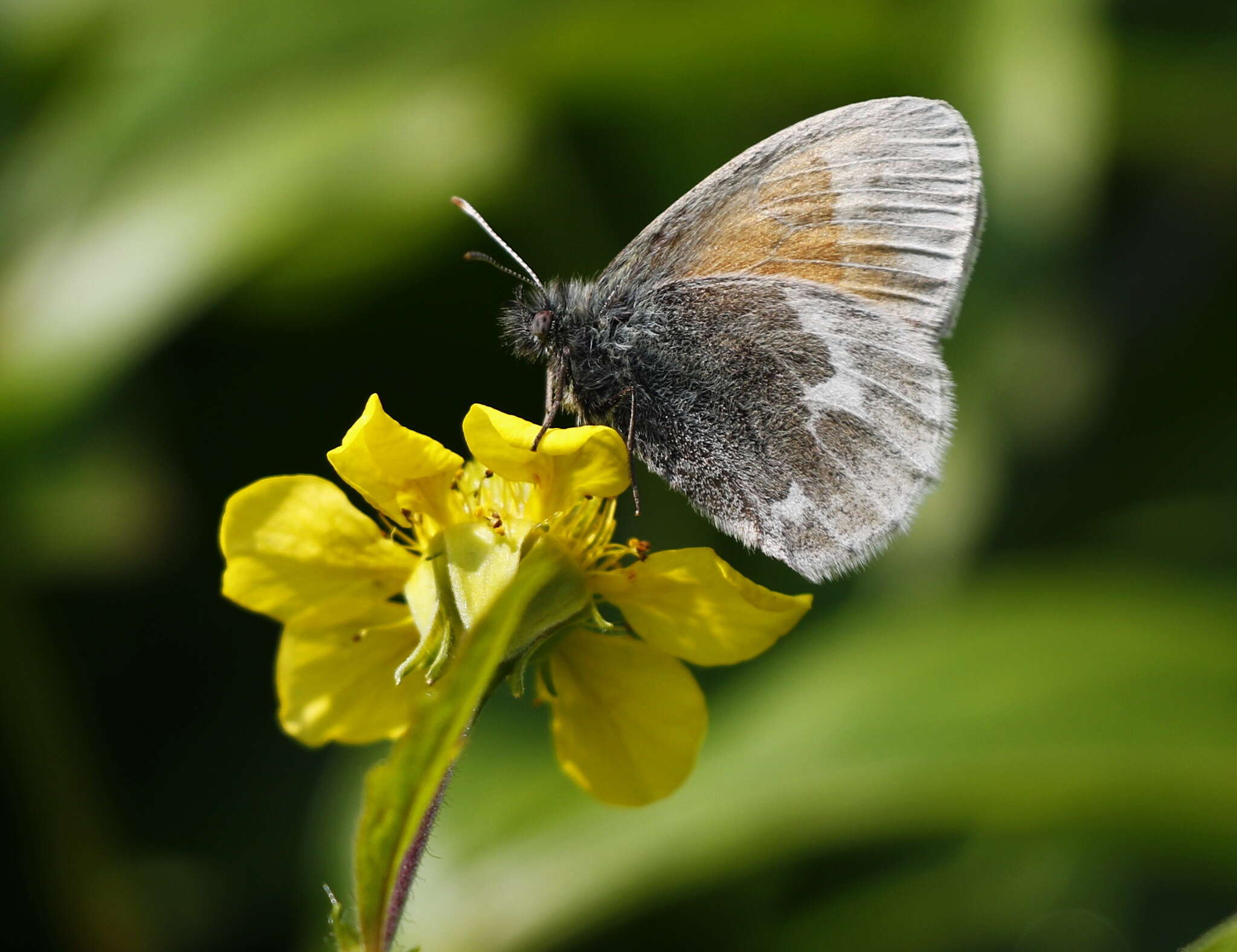 Image of Common Ringlet