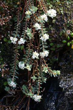 Image of Pimelea prostrata subsp. ventosa C. J. Burrows