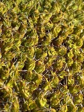 Image of Syntrichia antarctica Zander 1993