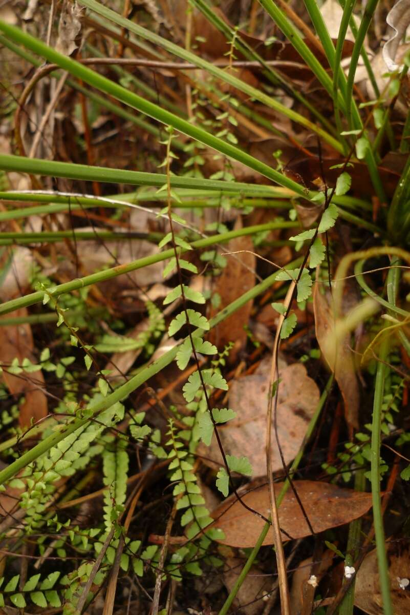 Image of Lindsaea linearis Sw.