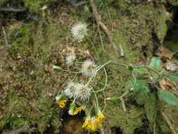Image of Hieracium transylvanicum Heuff.