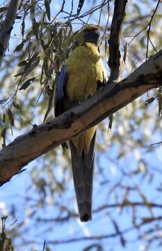 Platycercus elegans flaveolus Gould 1837 resmi