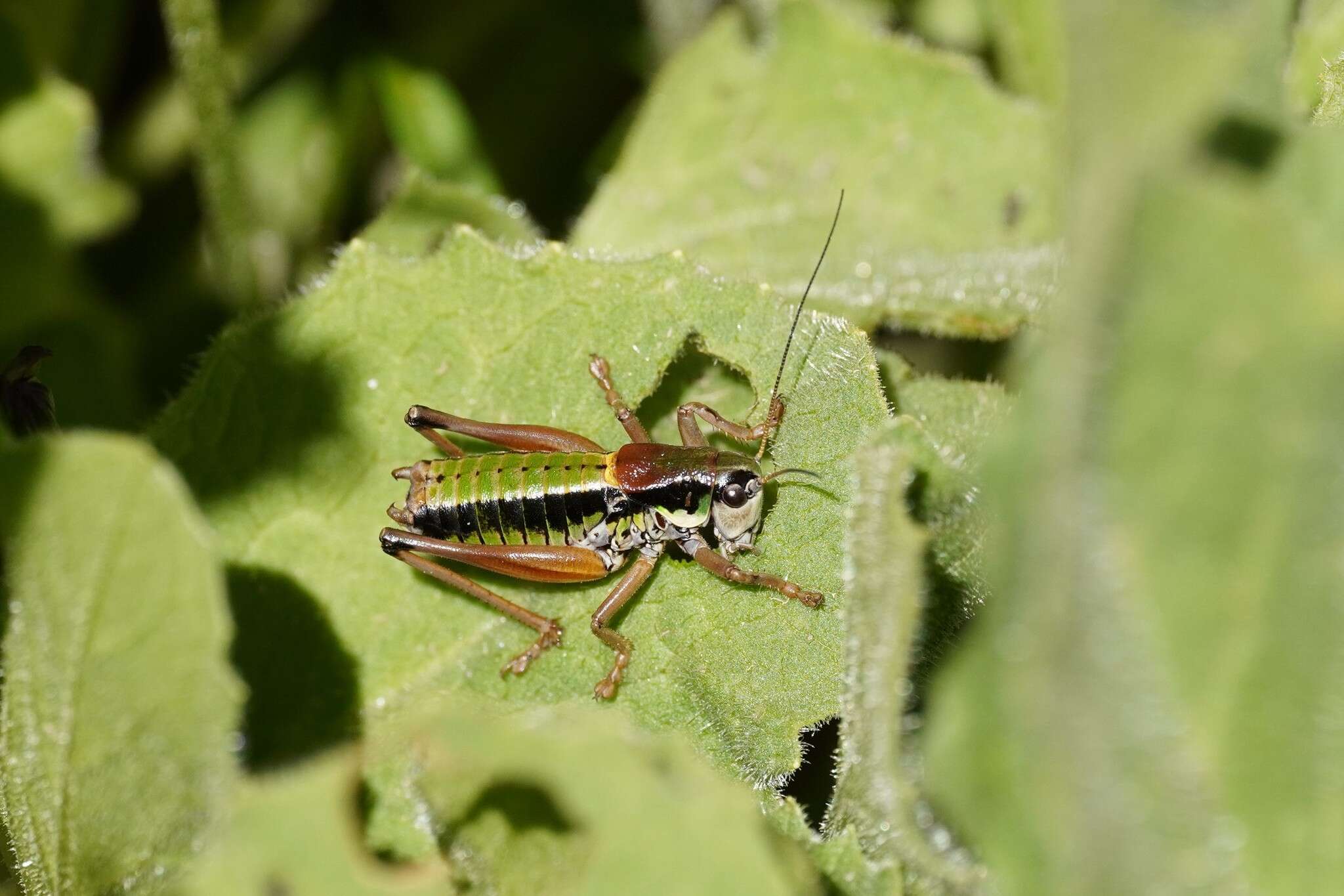 Image de Anonconotus occidentalis Carron, G. & Wermeille 2002