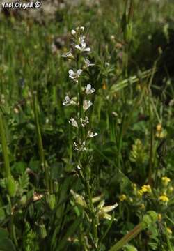 صورة Lepidium spinosum Ard.