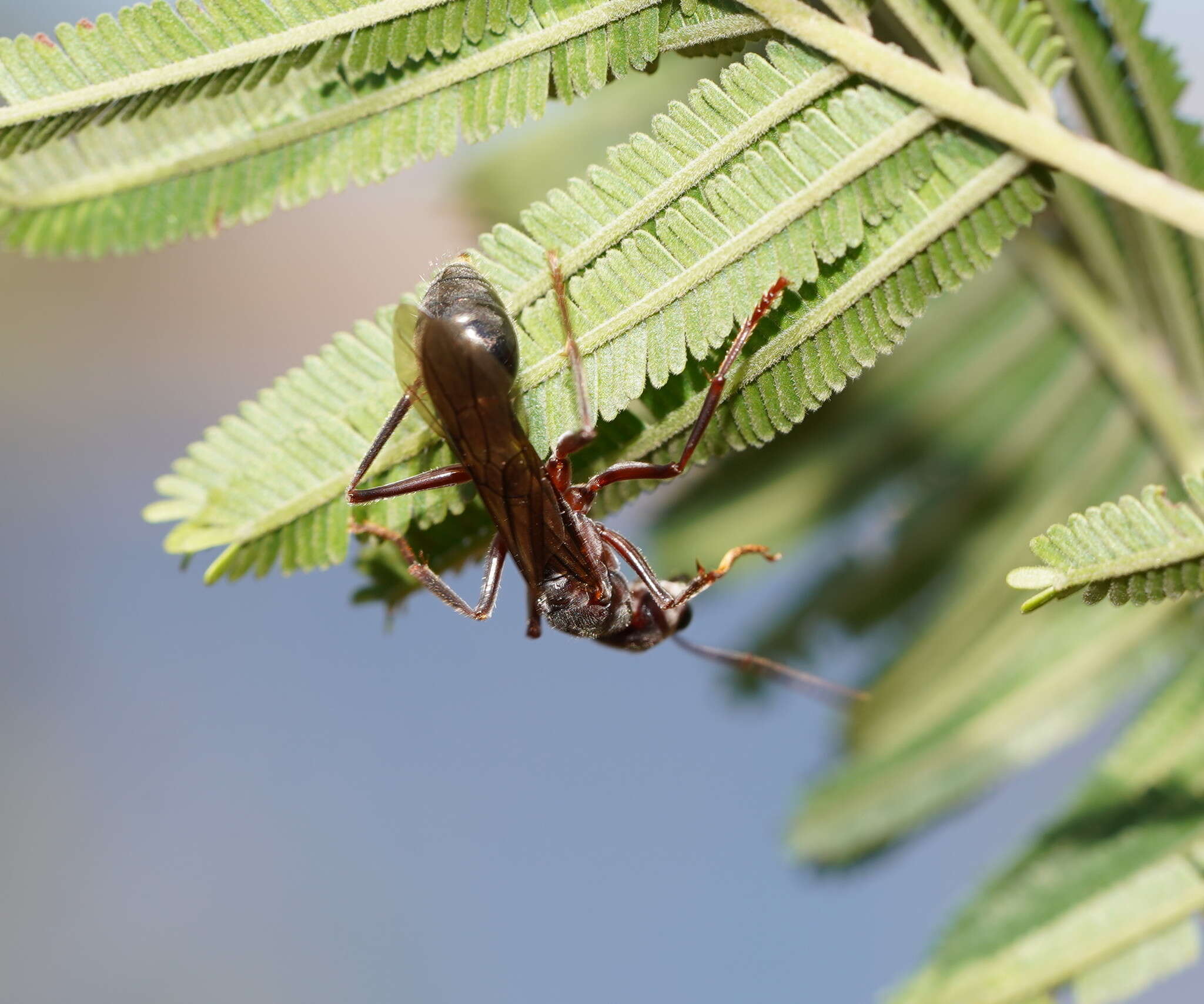 Image of Myrmecia forficata (Fabricius 1787)