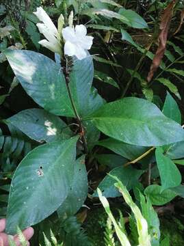 Image of Ruellia proxima Lindau