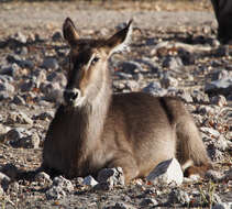 Image of Kobus ellipsiprymnus ellipsiprymnus (Ogilby 1833)