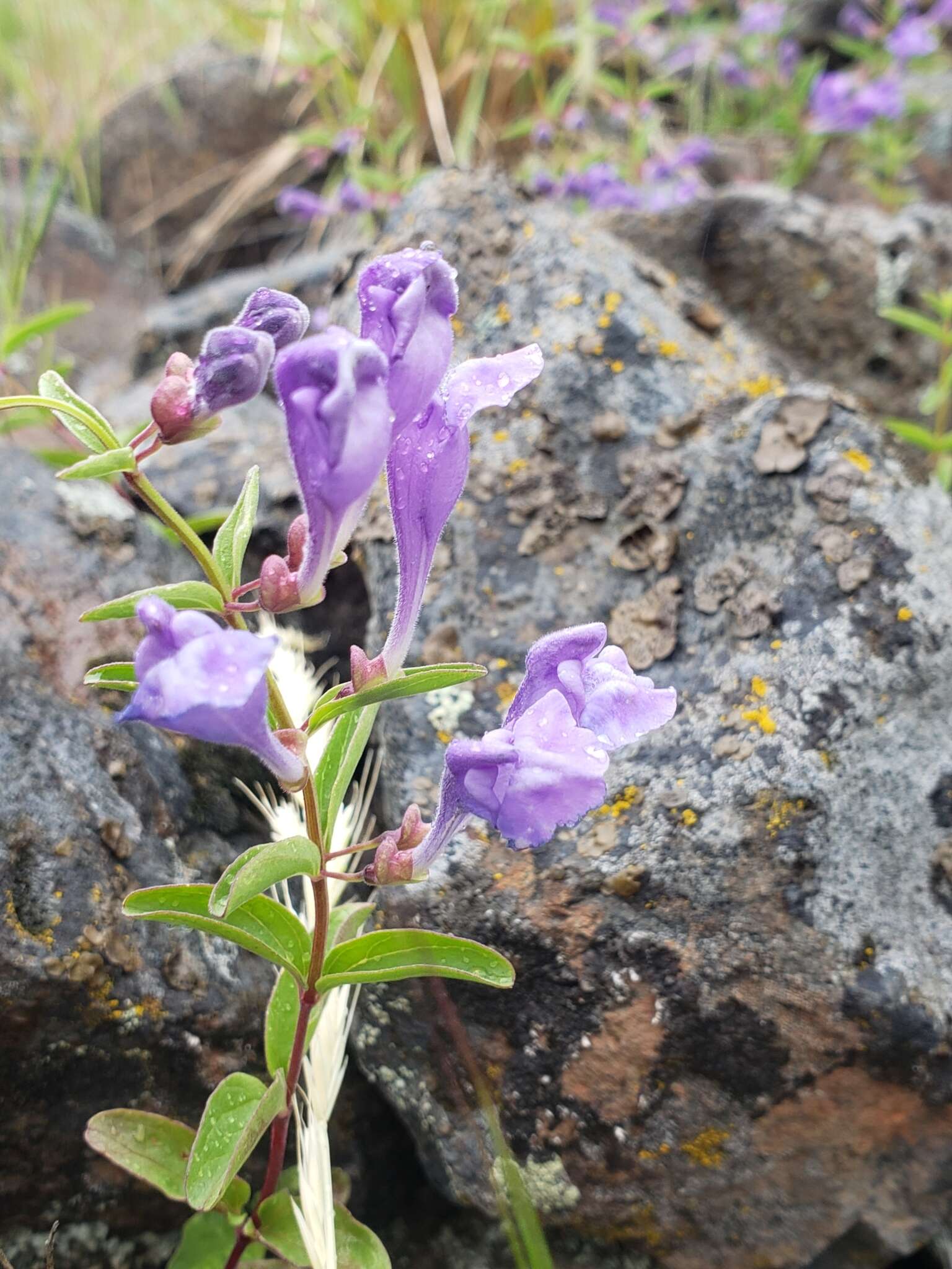 Image of narrowleaf skullcap