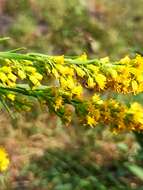 Image of Southern Goldenrod