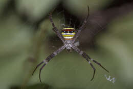 Image of Multi-coloured St Andrew's Cross Spider