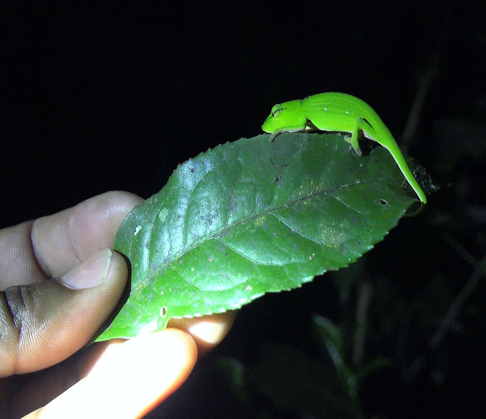 Image of Perinet chameleon