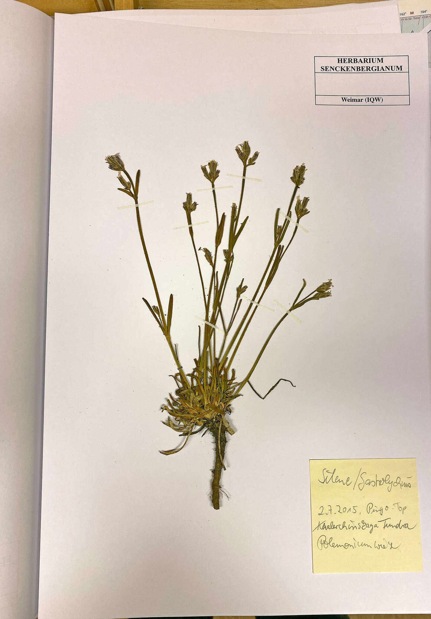 Image of arctic catchfly