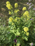 Image of white mustard