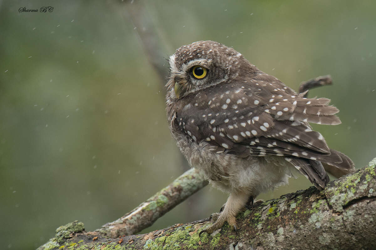 Image of Spotted Owlet