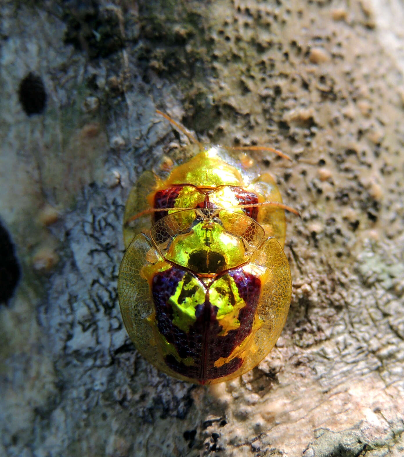 Image of Coptocycla (Psalidonota) leprosa (Boheman 1855)