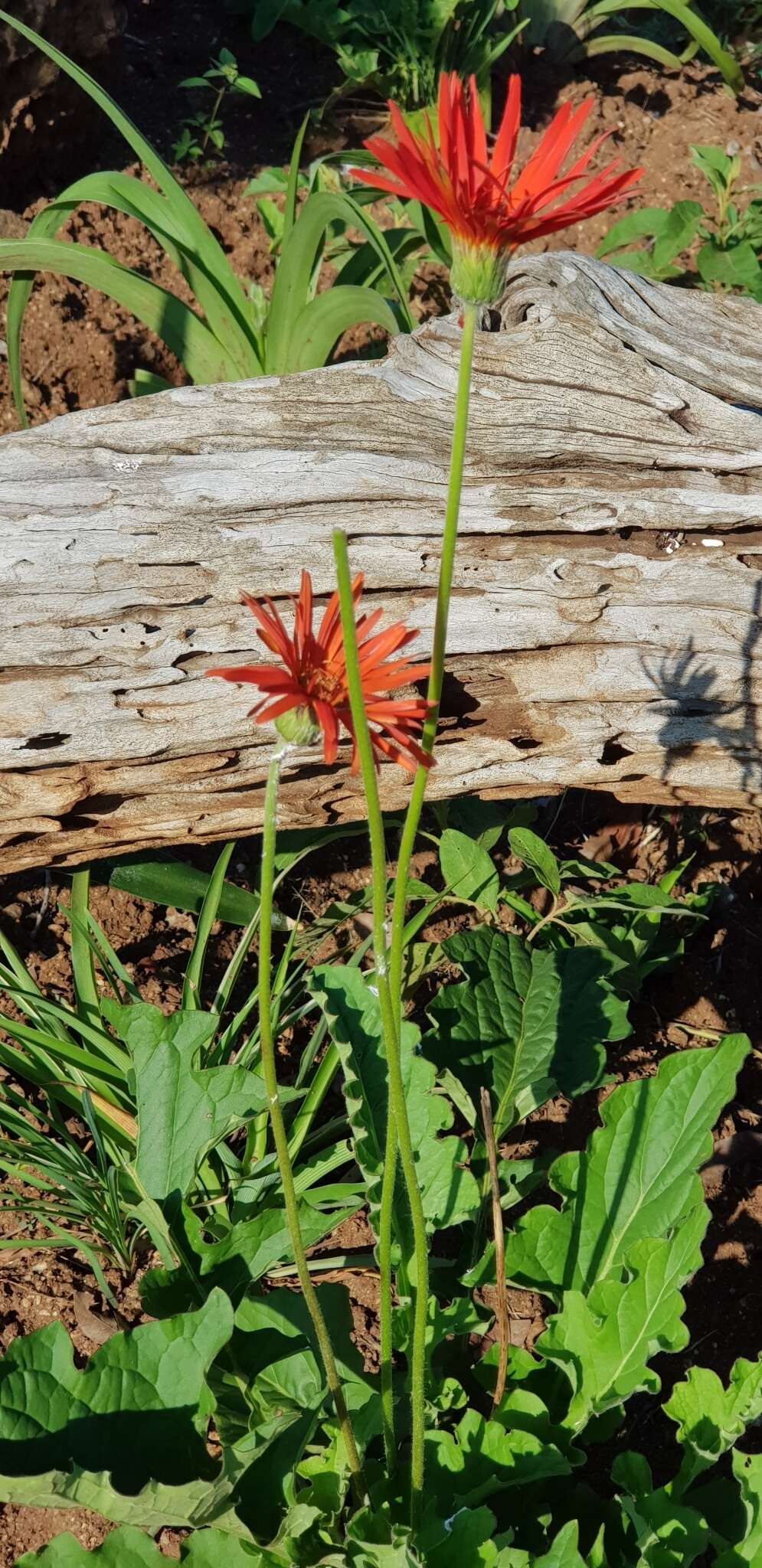 非洲菊的圖片