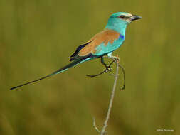 Image of Abyssinian Roller