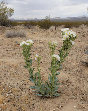 Image of Mojave pricklypoppy