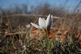 Image of Crocus tauricus (Trautv.) Puring