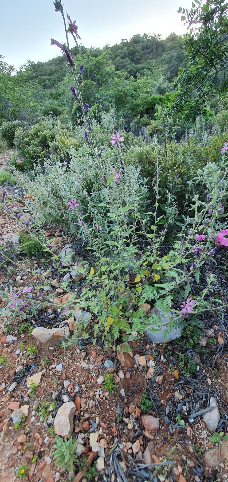 Image of Malva olbia (L.) Alef.