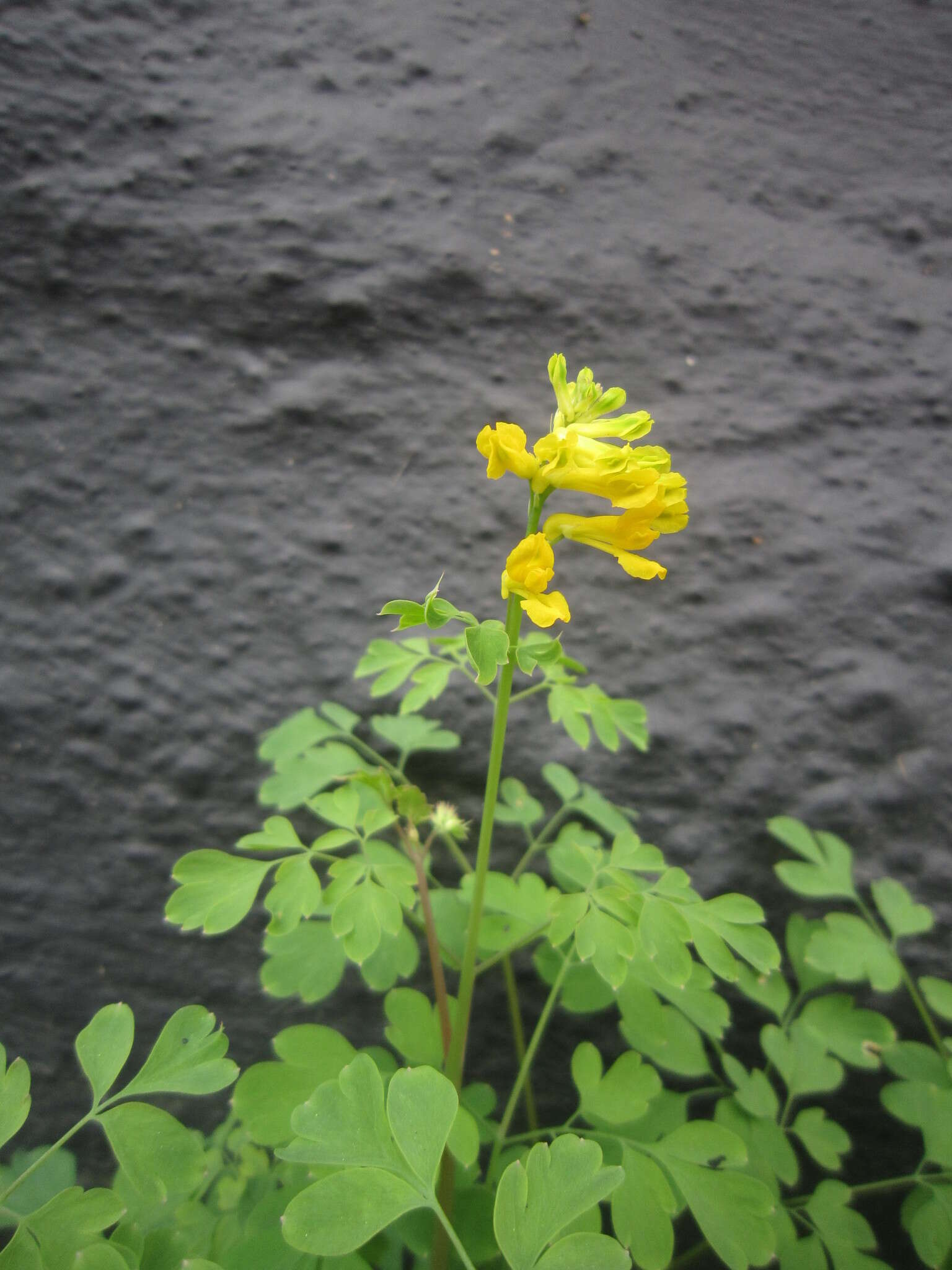 Image of yellow corydalis