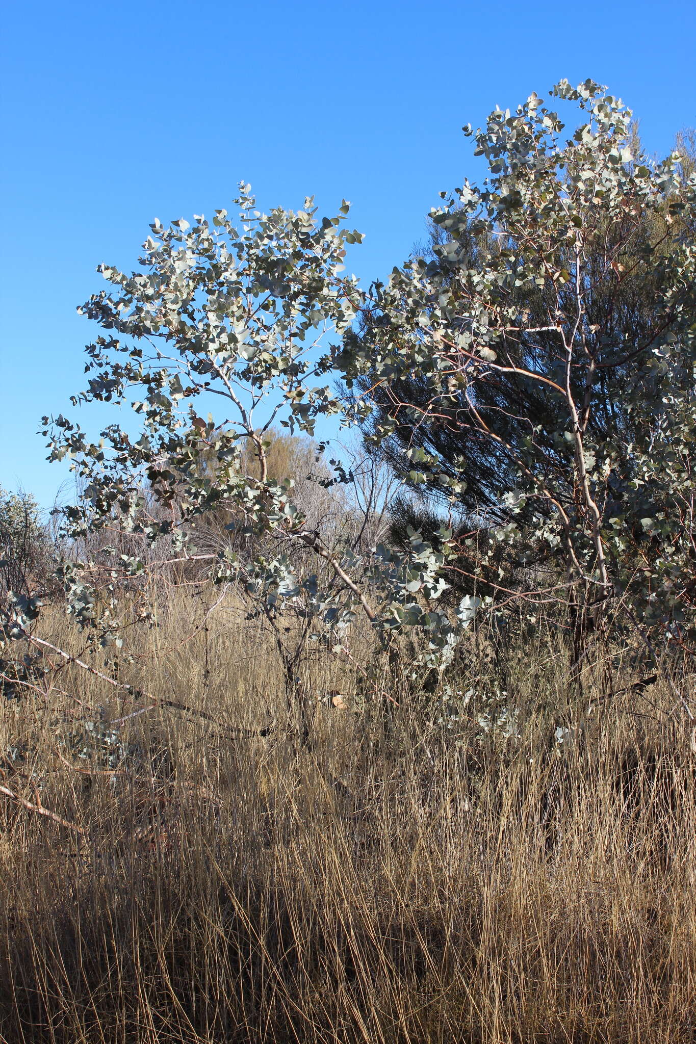 Image of Eucalyptus gamophylla F. Müll.