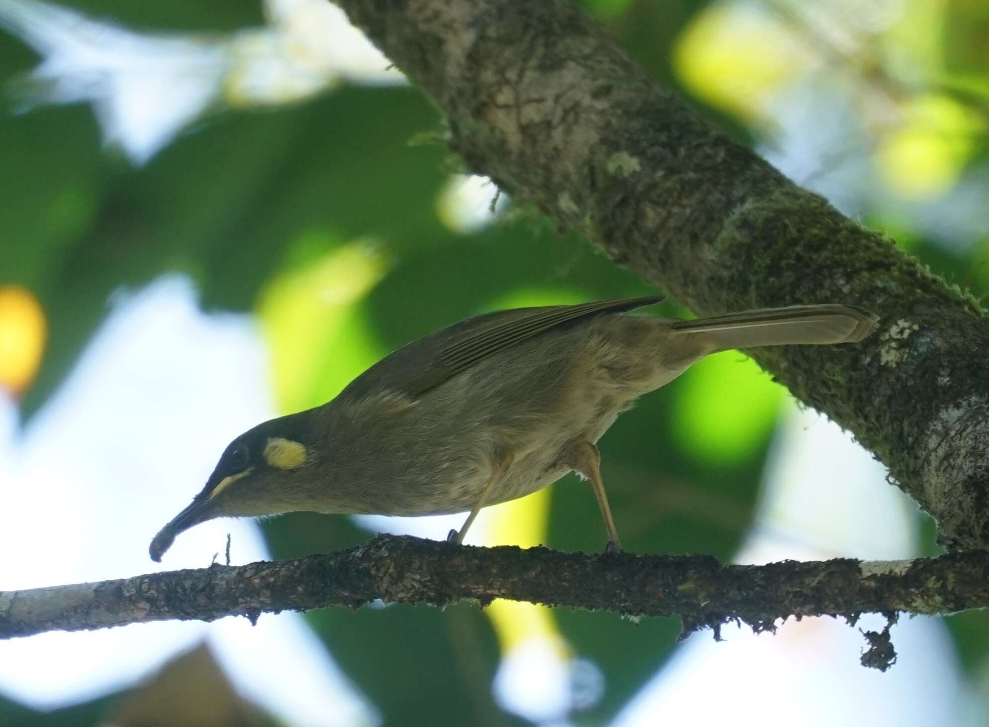 Image of Meliphaga notata mixta (Mathews 1912)