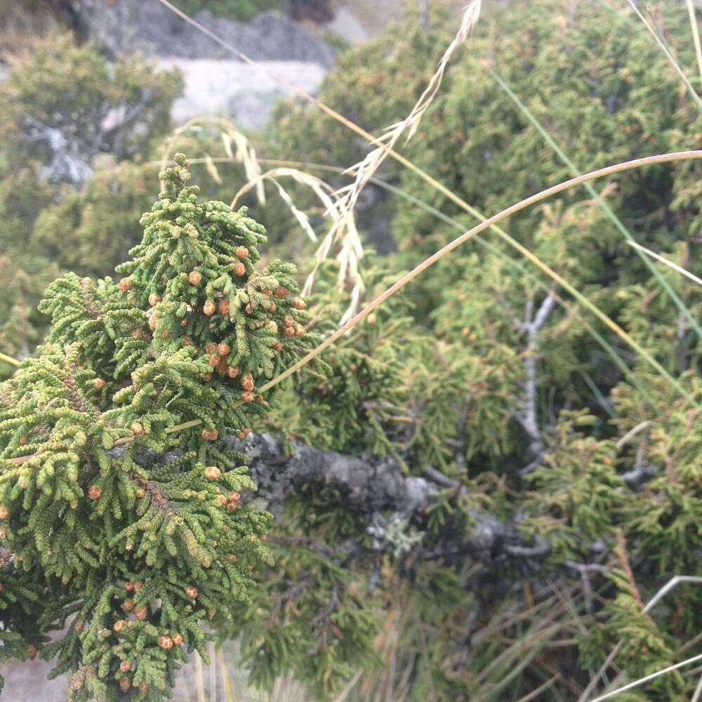 Image of Juniperus monticola subsp. compacta