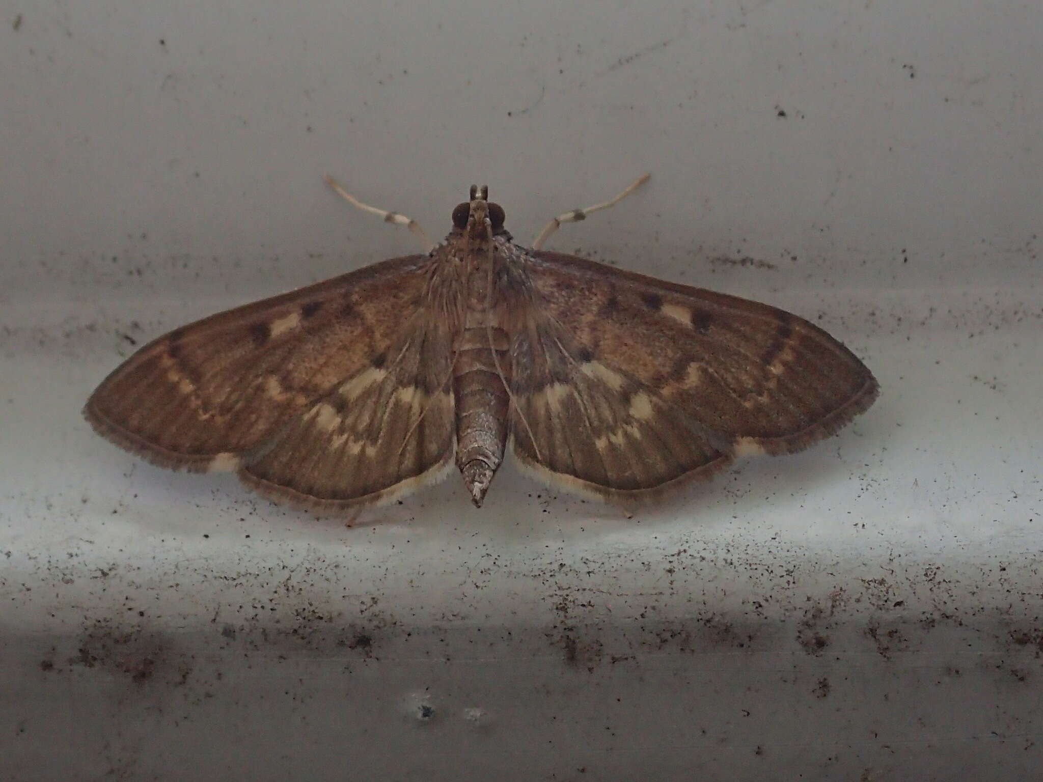 Image of Serpentine Webworm