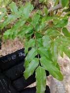 Image of Berberis moranensis Schult. & Schult. fil.