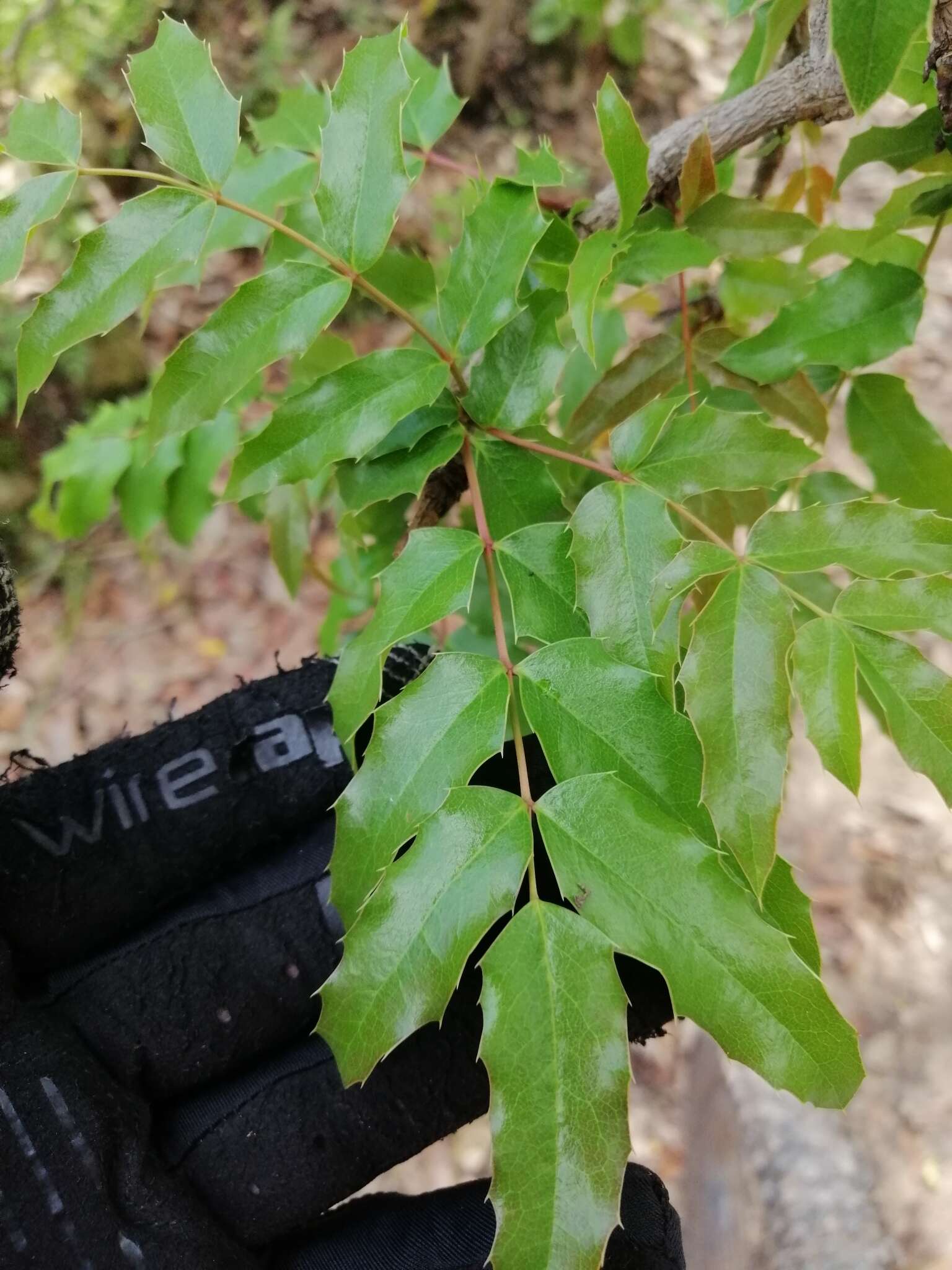 Plancia ëd Berberis moranensis Schult. & Schult. fil.